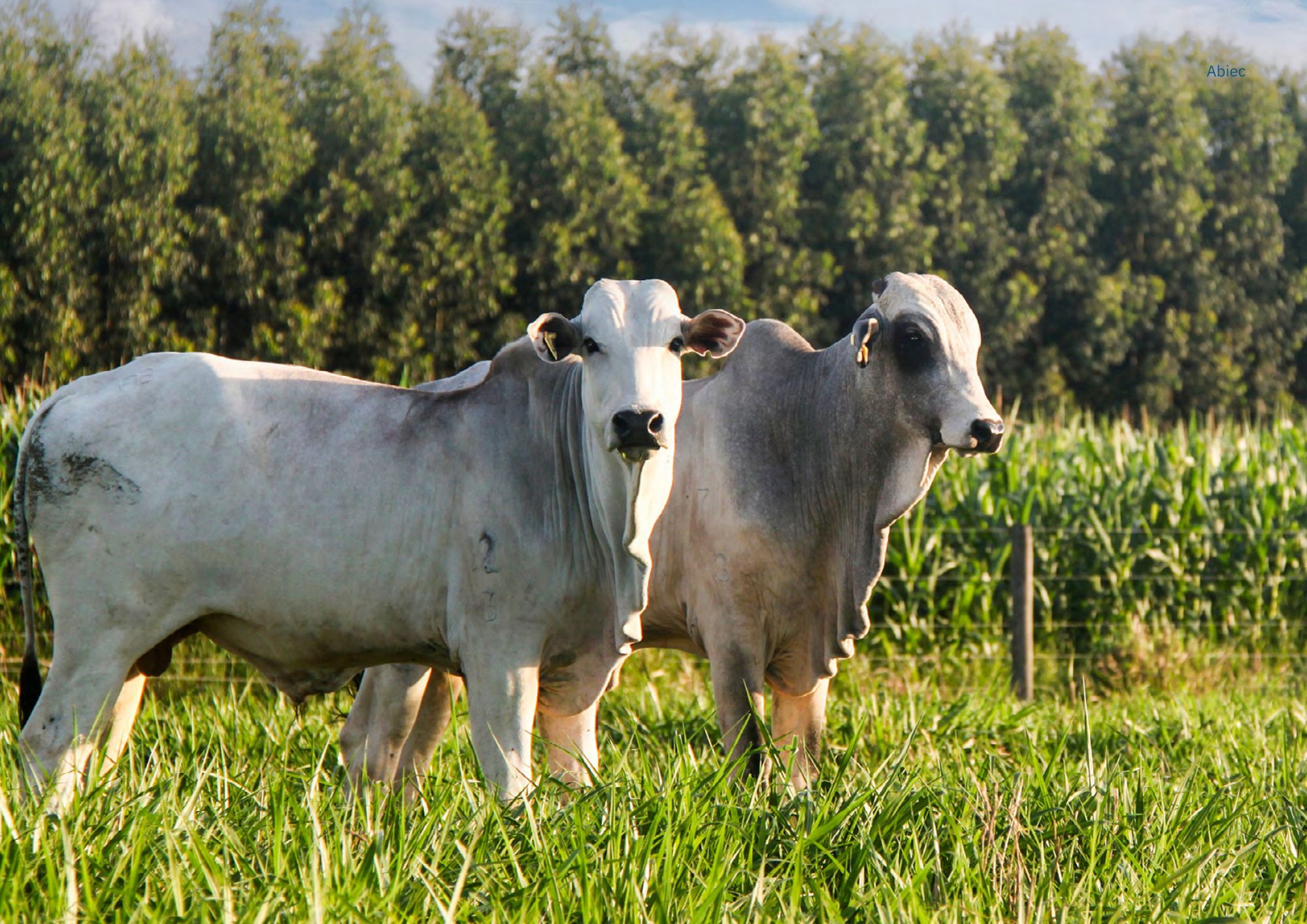 Beef-Report-2025.pdf (5)