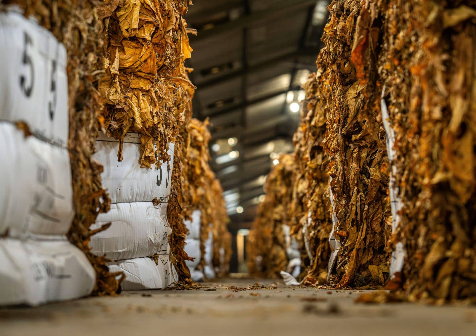 Untitled design (18)